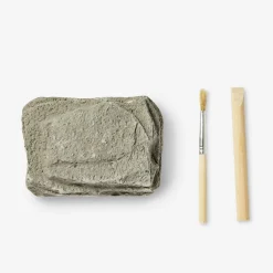 Excavation kit - Fossils