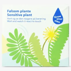 Grow kit - Mimosa plant