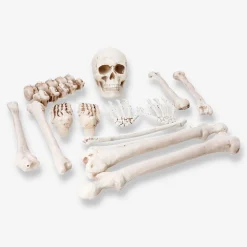 Skeleton set